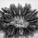 13 Mukhi Rudraksha 31.7mm 7gm - Inverse xray