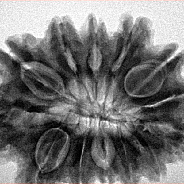 13 Mukhi Rudraksha 31.7mm 7gm - Inverse xray