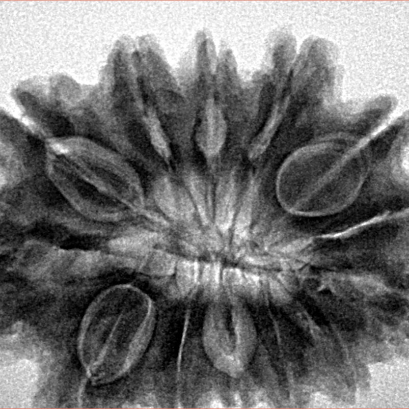 13 Mukhi Rudraksha 31.7mm 7gm - Inverse xray