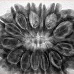 13 Mukhi Rudraksha 32mm 7.88gm - Inverse xray