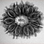 13 Mukhi Rudraksha 25mm 3.68gm - Inverse xray