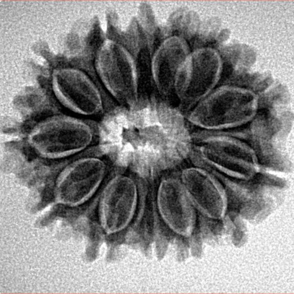 13 Mukhi Rudraksha 25mm 3.68gm - Inverse xray