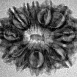 12 Mukhi Rudraksha 26mm 3.13gm - Inverse xray