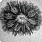 12 Mukhi Rudraksha 26.1mm 3.84gm - Inverse xray