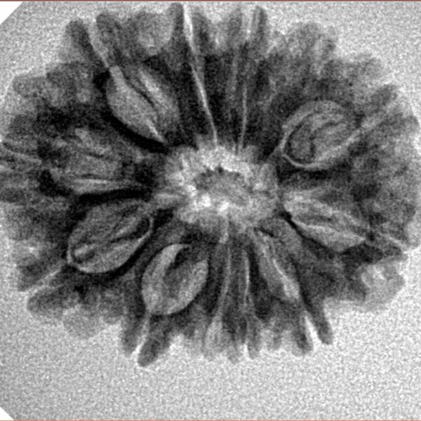12 Mukhi Rudraksha 26.1mm 3.84gm - Inverse xray