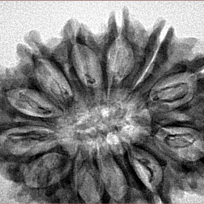 13 Mukhi Rudraksha 32.7mm 5.91gm - Inverse xray