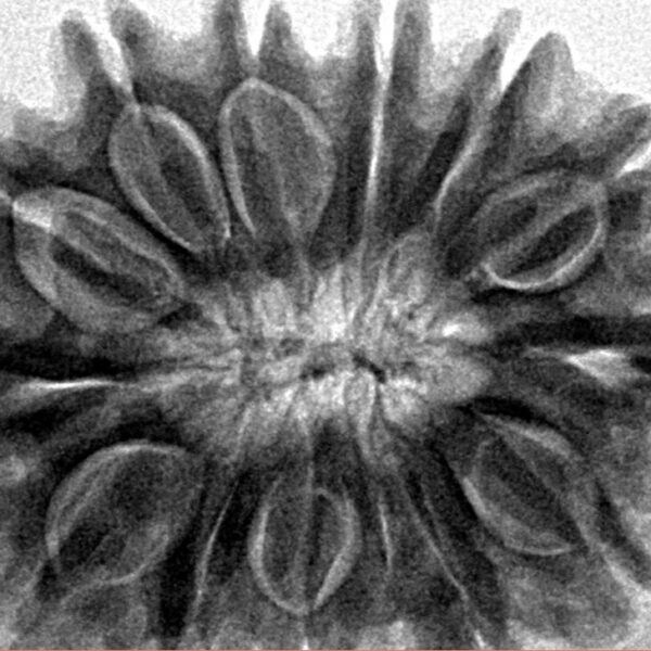 13 Mukhi Rudraksha 30.4mm 6.51gm - Inverse xray