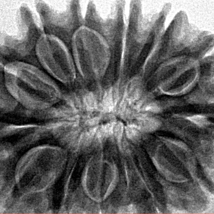 13 Mukhi Rudraksha 30.4mm 6.51gm - Inverse xray