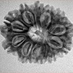 12 Mukhi Rudraksha 25.6mm 3.48gm - Inverse xray