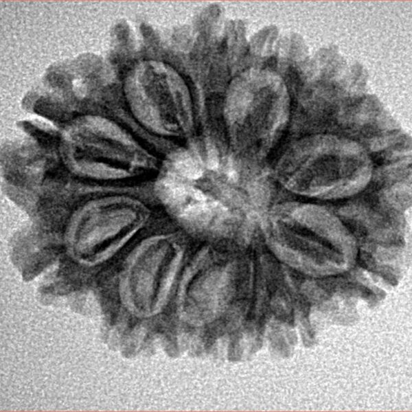 12 Mukhi Rudraksha 25.6mm 3.48gm - Inverse xray