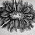 12 Mukhi Rudraksha 29.1mm 4.71gm - Inverse xray