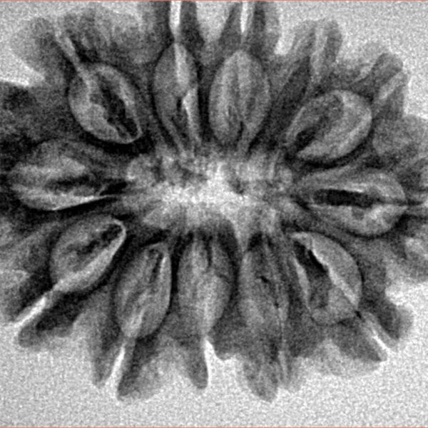 12 Mukhi Rudraksha 29.1mm 4.71gm - Inverse xray