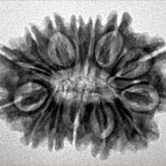 14 Mukhi Rudraksha 26mm 3.68gm - Inverse xray