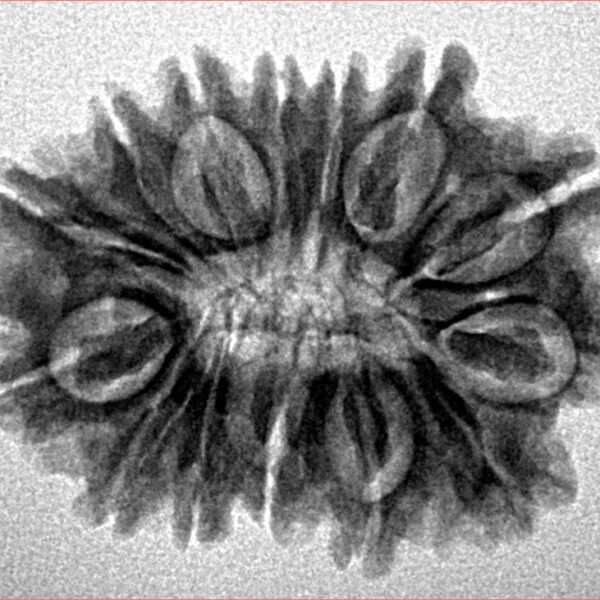 14 Mukhi Rudraksha 26mm 3.68gm - Inverse xray