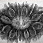 13 Mukhi Rudraksha 31.6mm 6.61gm - Inverse xray