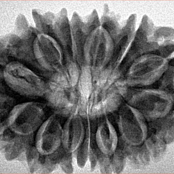 13 Mukhi Rudraksha 31.6mm 6.61gm - Inverse xray