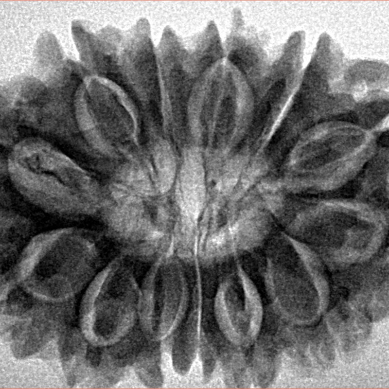 13 Mukhi Rudraksha 31.6mm 6.61gm - Inverse xray