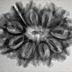 12 Mukhi Rudraksha 27.3mm 3.88gm - Inverse xray