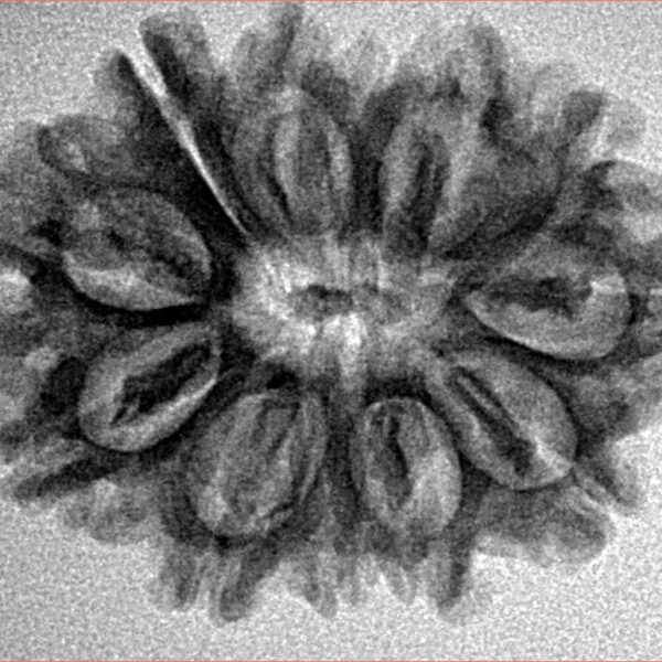 12 Mukhi Rudraksha 27.3mm 3.88gm - Inverse xray