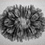 14 Mukhi Rudraksha 27.2mm 3gm - Inverse xray