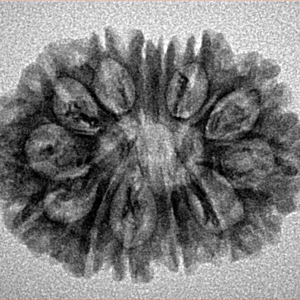 14 Mukhi Rudraksha 27.2mm 3gm - Inverse xray