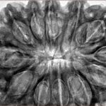 12 Mukhi Rudraksha 34.3mm 8.26gm - Inverse xray