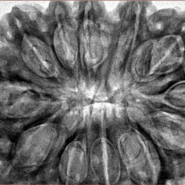 12 Mukhi Rudraksha 34.3mm 8.26gm - Inverse xray