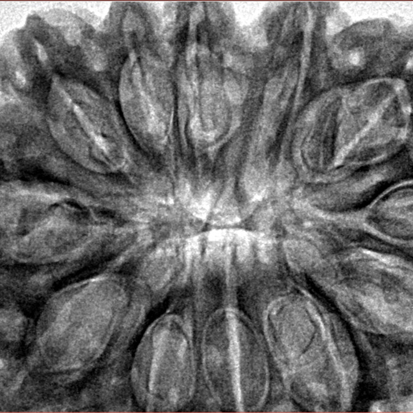 12 Mukhi Rudraksha 34.3mm 8.26gm - Inverse xray