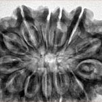 13 Mukhi Rudraksha 34.6mm 7.19gm - Inverse xray