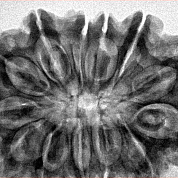 13 Mukhi Rudraksha 34.6mm 7.19gm - Inverse xray