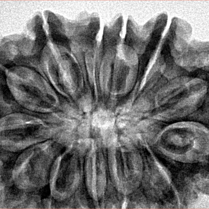 13 Mukhi Rudraksha 34.6mm 7.19gm - Inverse xray