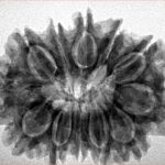 12 Mukhi Rudraksha 29.6mm 5.52gm - Inverse xray