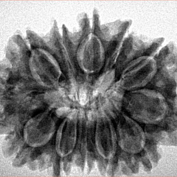 12 Mukhi Rudraksha 29.6mm 5.52gm - Inverse xray