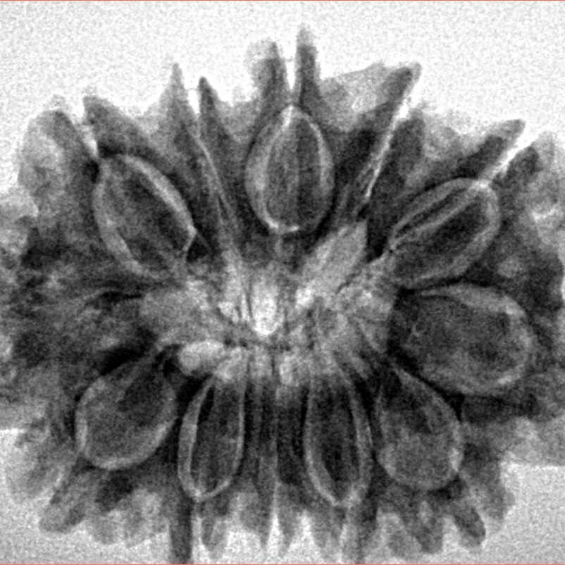 12 Mukhi Rudraksha 29.6mm 5.52gm - Inverse xray