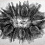 12 Mukhi Rudraksha 31.3mm 5.82gm - Inverse xray