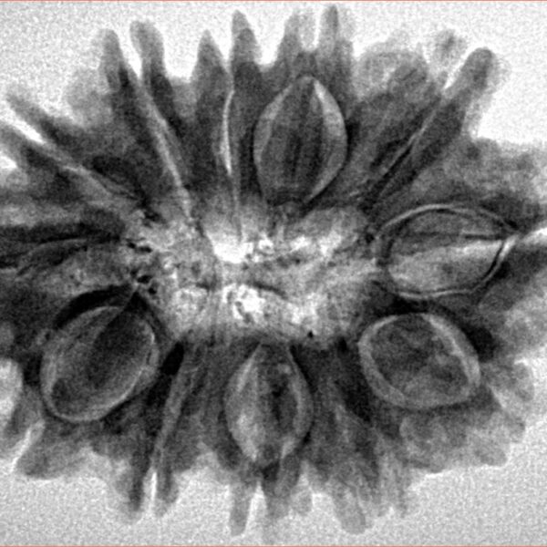 12 Mukhi Rudraksha 31.3mm 5.82gm - Inverse xray