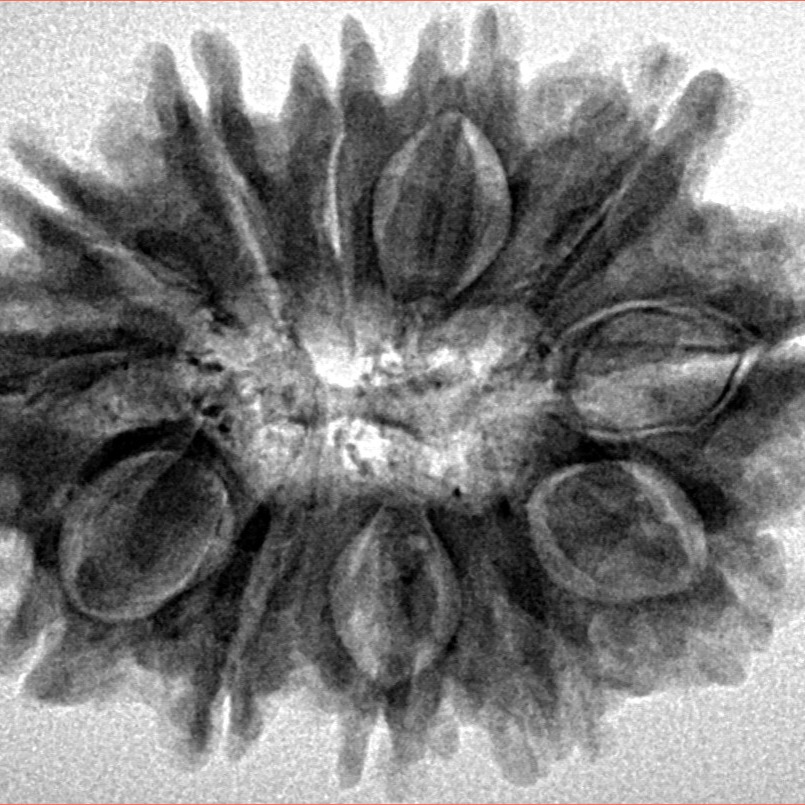 12 Mukhi Rudraksha 31.3mm 5.82gm - Inverse xray