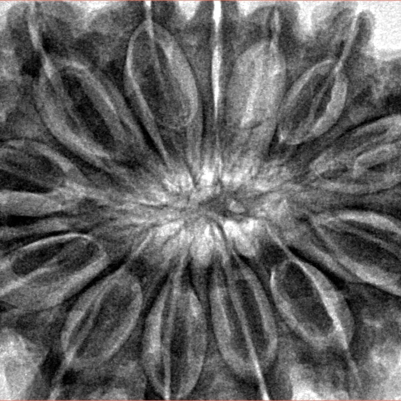 13 Mukhi Rudraksha 37.6mm 9.75gm - Inverse xray