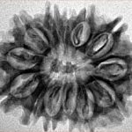 13 Mukhi Rudraksha 26.2mm 3.31gm - Inverse xray