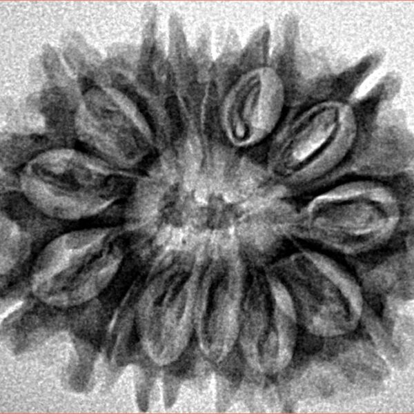 13 Mukhi Rudraksha 26.2mm 3.31gm - Inverse xray