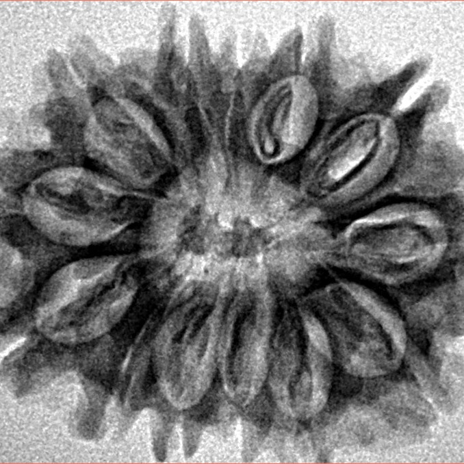 13 Mukhi Rudraksha 26.2mm 3.31gm - Inverse xray