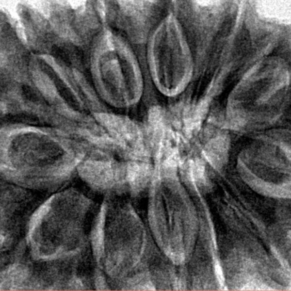 12 Mukhi Rudraksha 33.7mm 8.35gm - Inverse xray