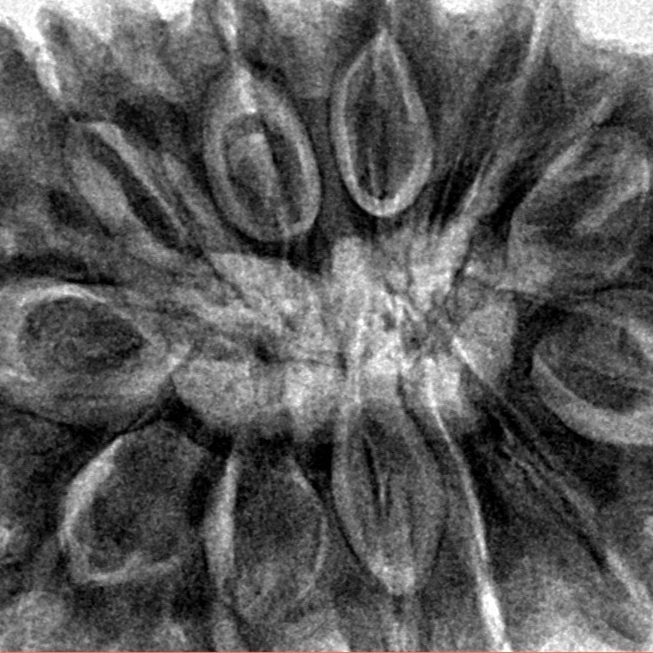 12 Mukhi Rudraksha 33.7mm 8.35gm - Inverse xray