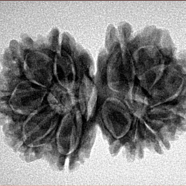 13 Mukhi Gaurishankar 28.6mm 4.53gm - Inverse xray