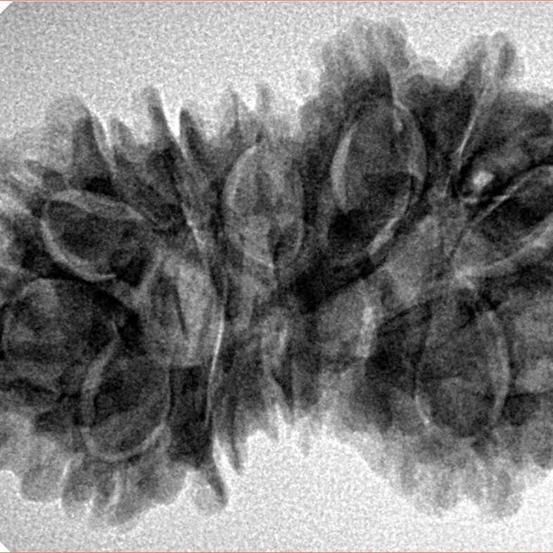 14 Mukhi Gaurishankar 34.7mm 6.2gm - Inverse xray