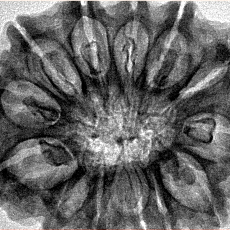 13 Mukhi Rudraksha 33.6mm 8gm - Inverse xray