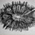 12 Mukhi Rudraksha 28.4mm 3.91gm - Inverse xray