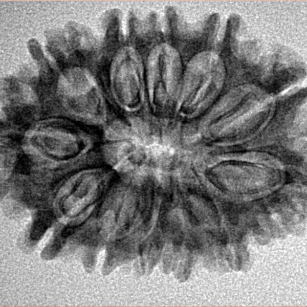 12 Mukhi Rudraksha 28.4mm 3.91gm - Inverse xray