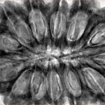 13 Mukhi Rudraksha 38.6mm 9.5gm - Inverse xray