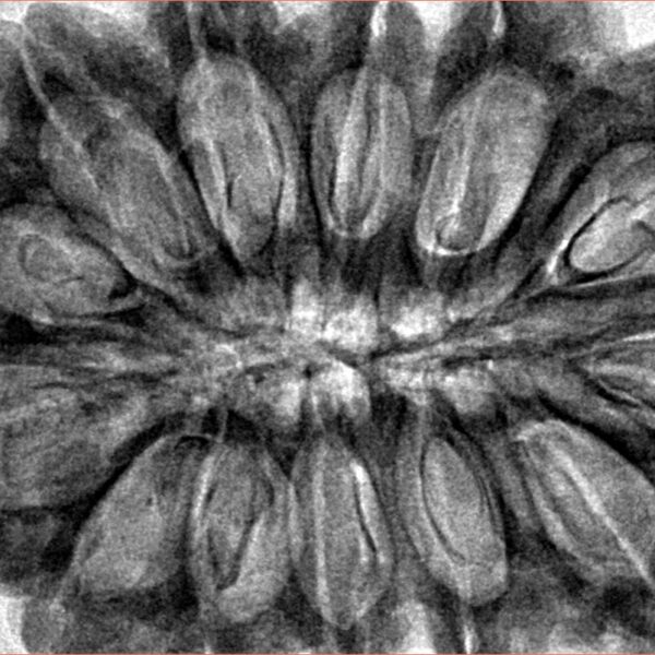 13 Mukhi Rudraksha 38.6mm 9.5gm - Inverse xray